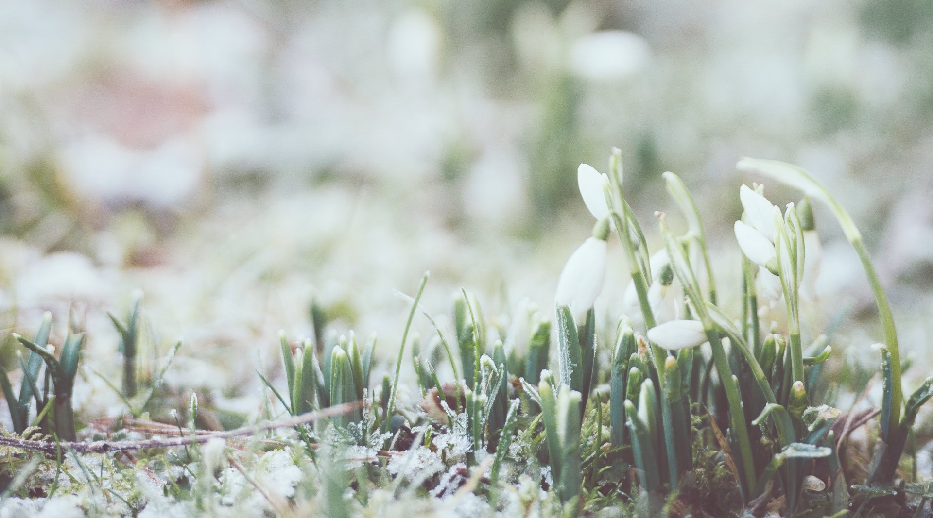 spring-is-here
